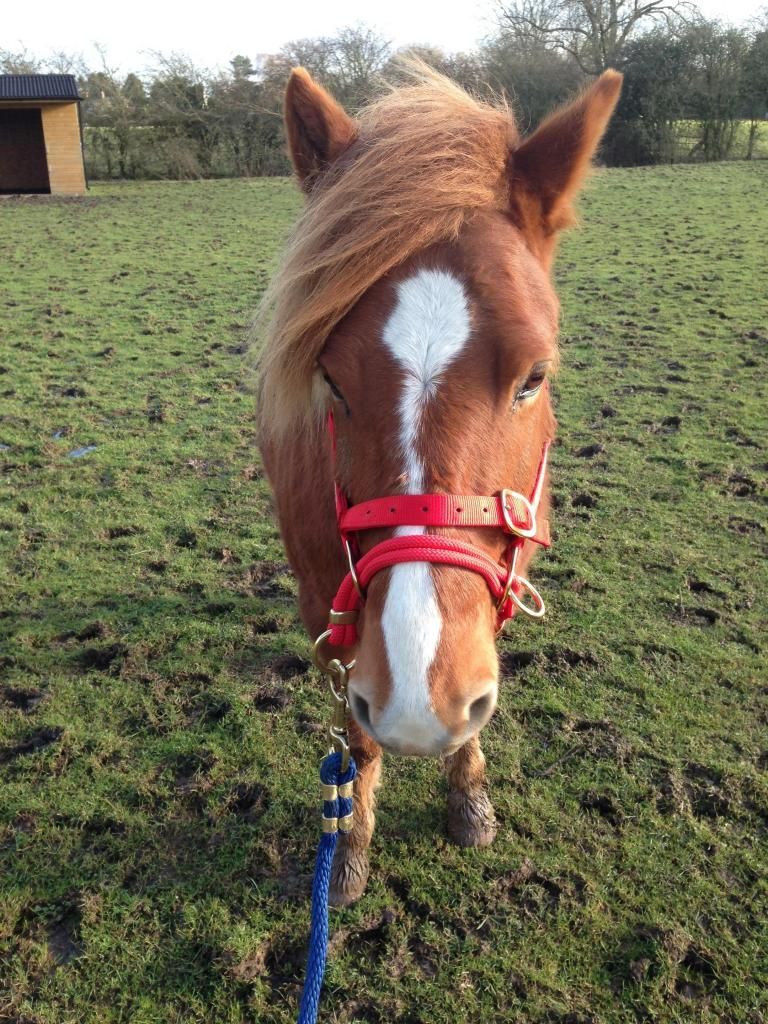 Monty Roberts (Dually headcollar) fit