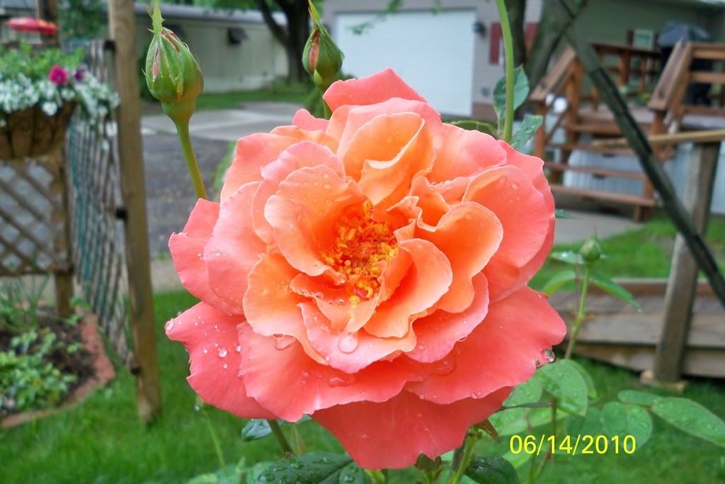 Brownell roses in zone 5a?