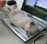 CrashedonComputer.jpg image by wendyd05