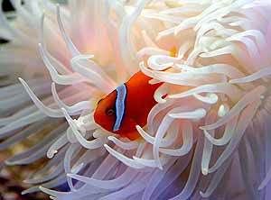 clown fish Pictures, Images and Photos