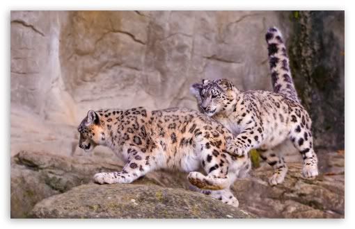 Popular photo: Couples snow leopard couplessnowleopard.jpg