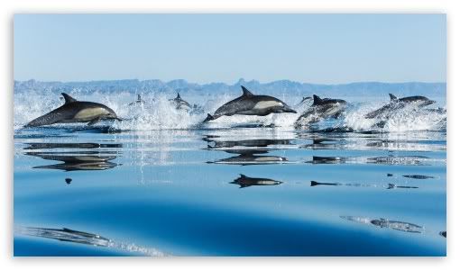 dolphins photo: Dolphins dolphins.jpg