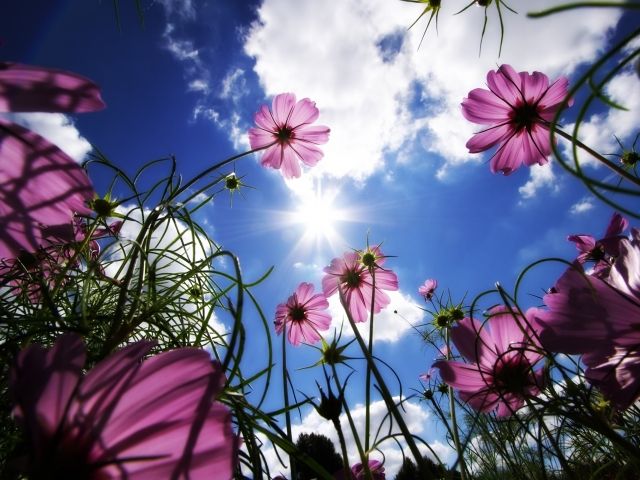 flowers photo: Sky flowers skyflowers_zps4023400c.jpg