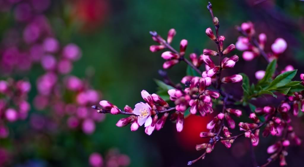 flowers photo: Violet flowers violetflowers_zpsddd1b10f.jpg