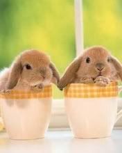 so cute Pictures, Images and Photos