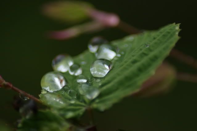Siguen las obras y escaleras... Leaving Kyoto\'s never easy (22 de mayo) - De Templos, chonis y soles nacientes. Diario de un sueño hecho realidad (5)