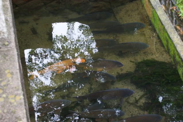 Siguen las obras y escaleras... Leaving Kyoto\'s never easy (22 de mayo) - De Templos, chonis y soles nacientes. Diario de un sueño hecho realidad (13)