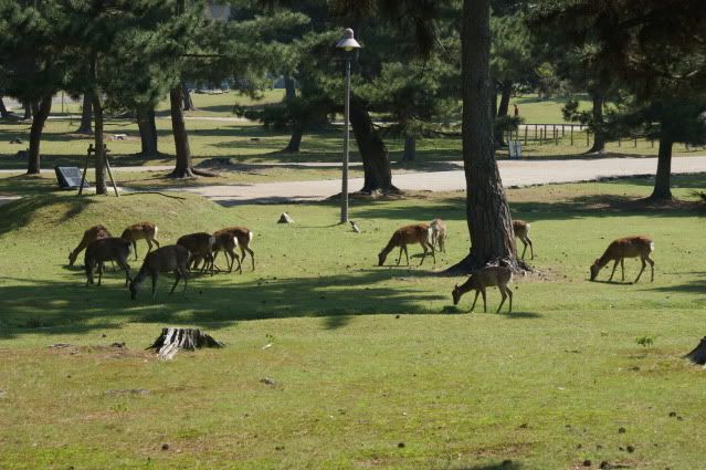 Ciervo-col-col-col, saca los cuernos al sol (sí, muy malo. 20 de Mayo) - De Templos, chonis y soles nacientes. Diario de un sueño hecho realidad (9)