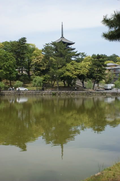 Ciervo-col-col-col, saca los cuernos al sol (sí, muy malo. 20 de Mayo) - De Templos, chonis y soles nacientes. Diario de un sueño hecho realidad (1)