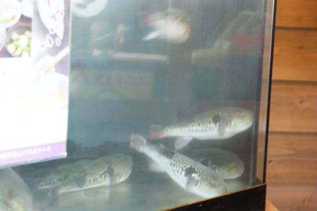 Compradores compulsivos (28 de mayo) - De Templos, chonis y soles nacientes. Diario de un sueño hecho realidad (7)