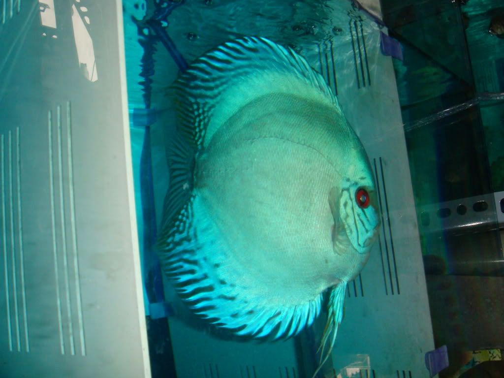 Blue Discus Fish