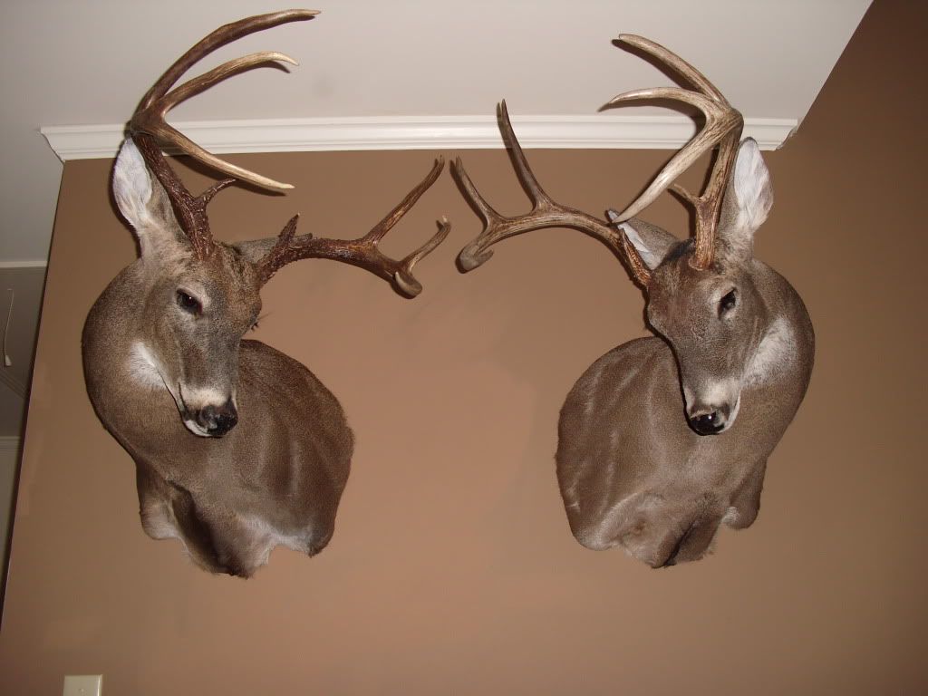 deerroom3002.jpg