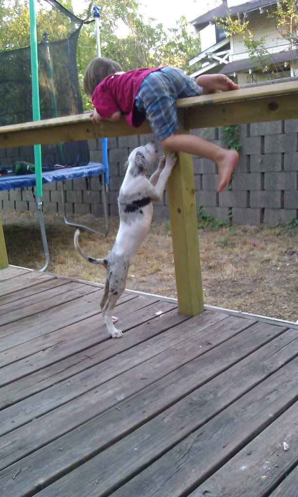 Child mauled to death by African painted dogs at Pittsburgh Zoo Page