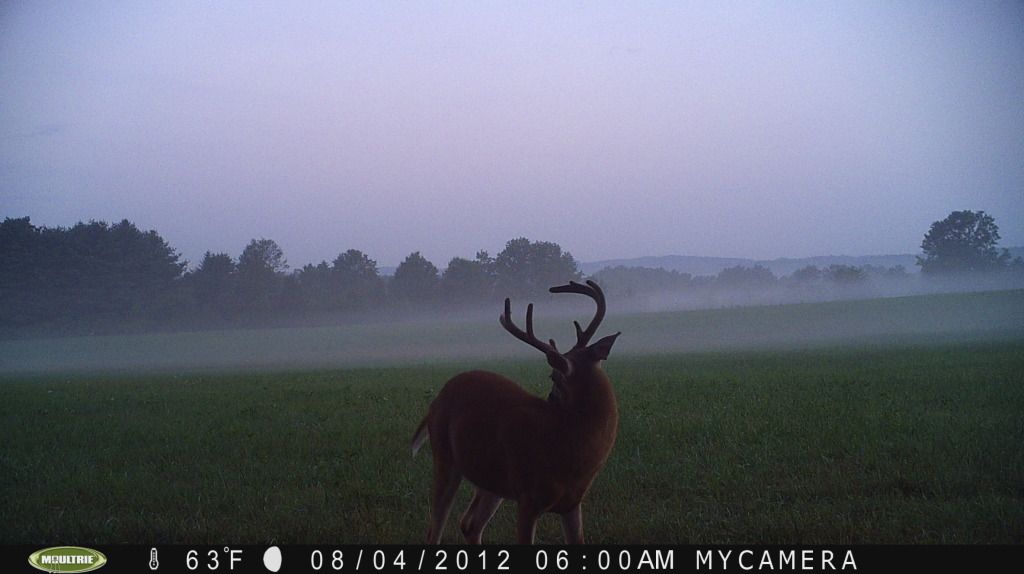 Winners in the 2012 Velvet buck trail camera photo contest. New