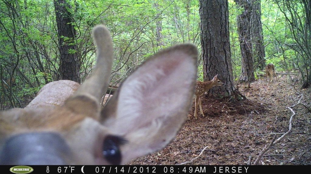 Winners in the 2012 Velvet buck trail camera photo contest. New