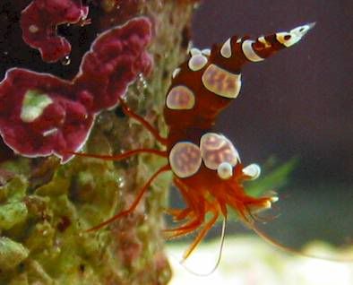sexyanomone-shrimp-8.jpg