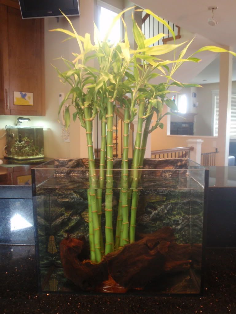 Aquatic Bamboo