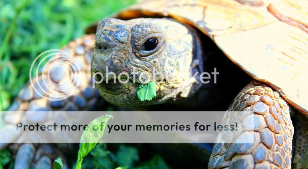 turtle_zps90eb1b20