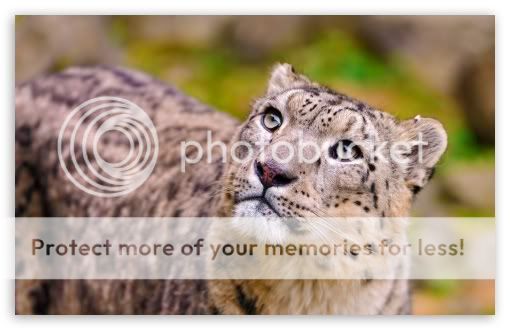 cutesnowleopard