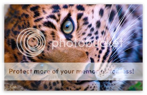 faceleopard