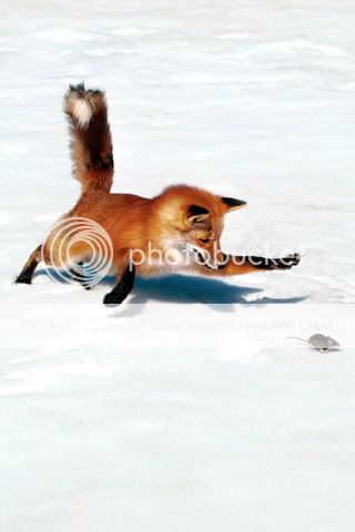 fox-3