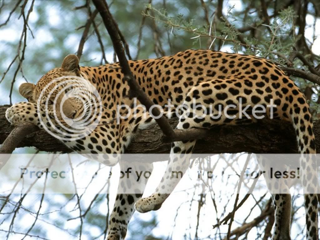 leopardo-1