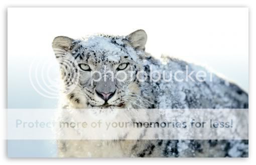 snowleopard-2