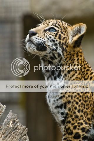 youngleopard