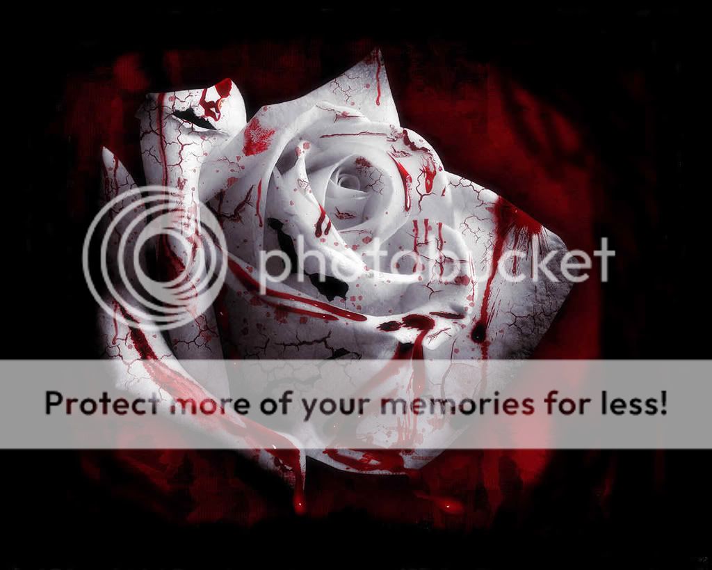 Dark Rose Pictures, Images and Photos